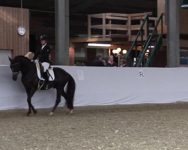 Reitturnier Greven 2019