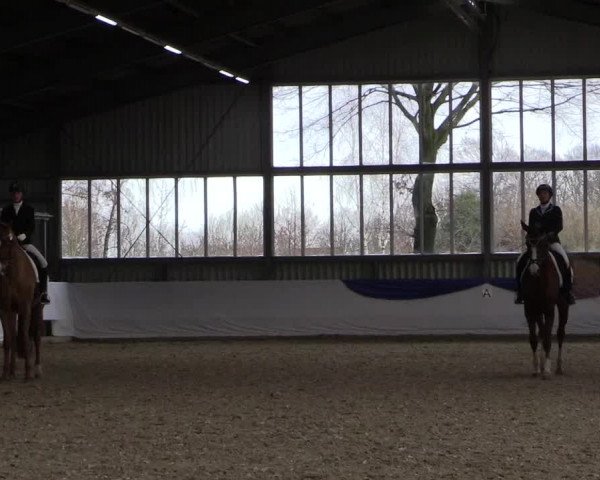 Reitturnier Greven 2019