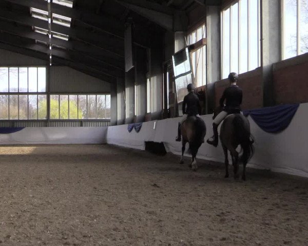 Reitturnier Greven 2019