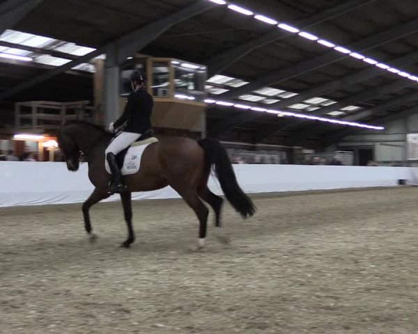 Reitturnier Greven 2019