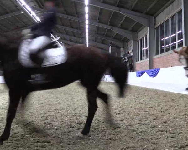 Reitturnier Greven 2019