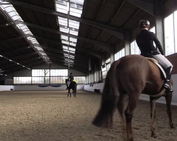 Reitturnier Greven 2019