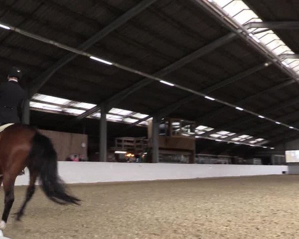 Reitturnier Greven 2019