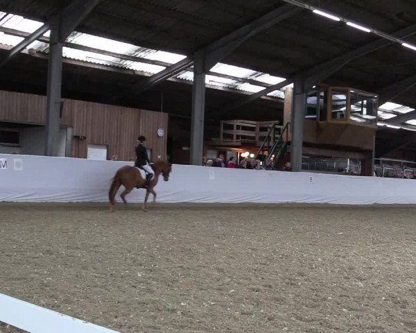 Reitturnier Greven 2019
