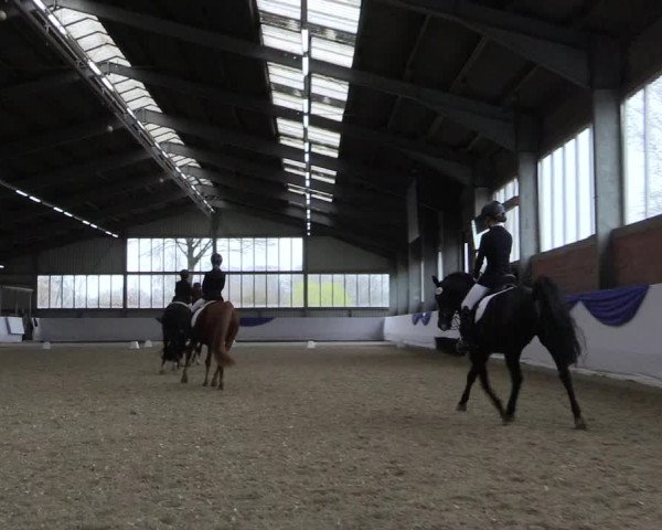 Reitturnier Greven 2019