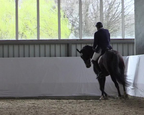 Reitturnier Greven 2019