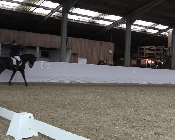 Reitturnier Greven 2019