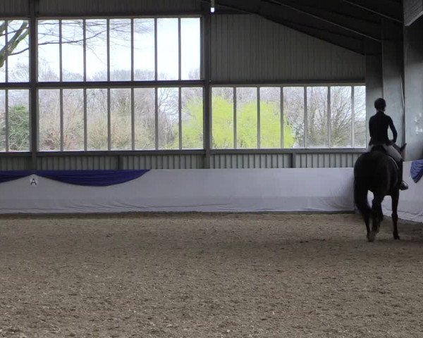 Reitturnier Greven 2019