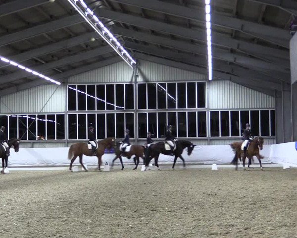 Reitturnier Greven 2019