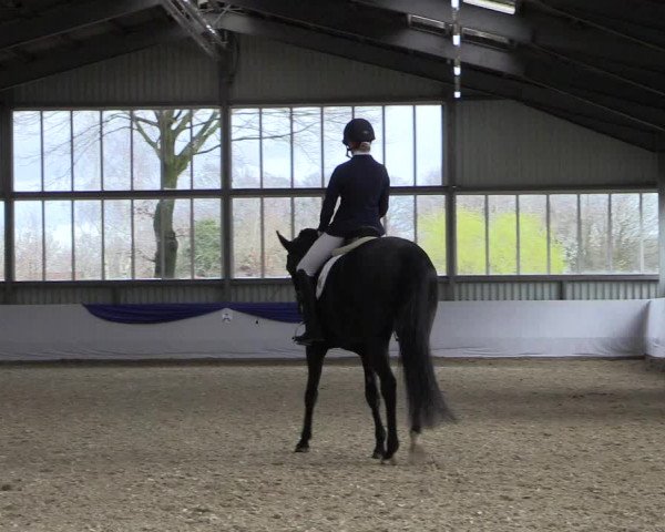 Reitturnier Greven 2019