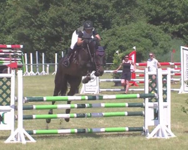 jumper Dorotheental's Classica (Holsteiner, 2011, from Classe VDL)