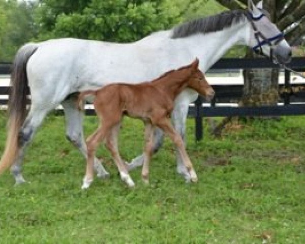 horse Ondine d'Orleans (Belgian Warmblood, 2014, from Vigo d'Arsouilles)