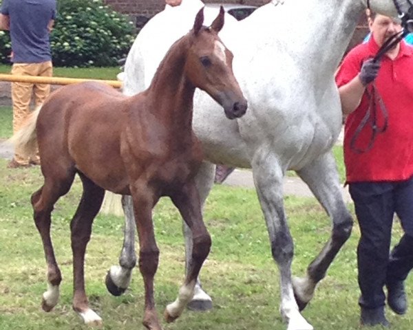 broodmare Catalina (German Sport Horse, 2013, from Calidrio)