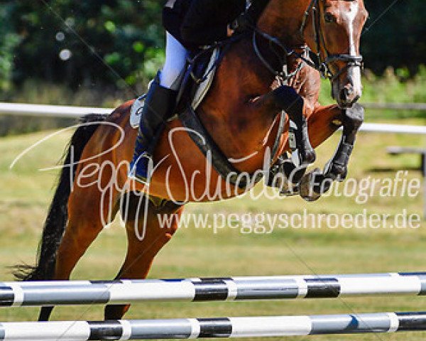 jumper Larius 18 (German Sport Horse, 2011, from Laspari)