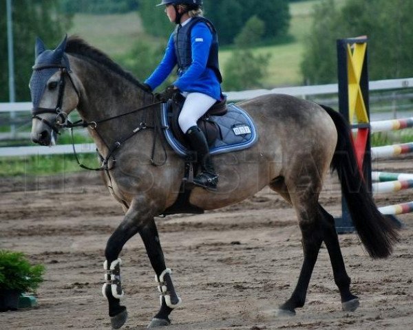 Cavallo da salto Carnhill Clover Lass (Irish Sport Horse, 2005, di Woodfield Sammy)