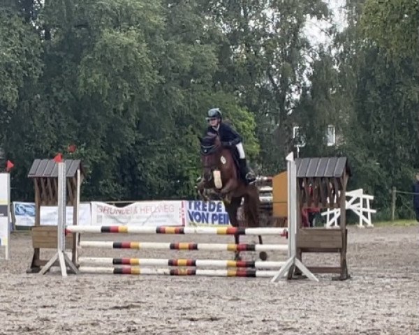 horse Bravo Bluna (Hanoverian, 2017, from Balou Peggio)