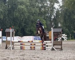 horse Bravo Bluna (Hanoverian, 2017, from Balou Peggio)
