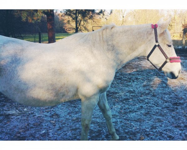 broodmare Tiffany (Sachse, 1993, from Cincinatti)