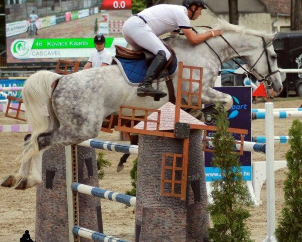 horse Cascavel (Oldenburg show jumper,  , from Cordess 2)