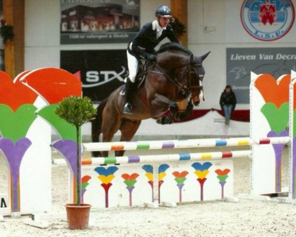 horse Amour Alric Z (Zangersheide riding horse, 2010, from Aganix du Seigneur)