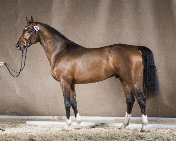 stallion Cool Crack (Westphalian, 2014, from Cornado NRW)
