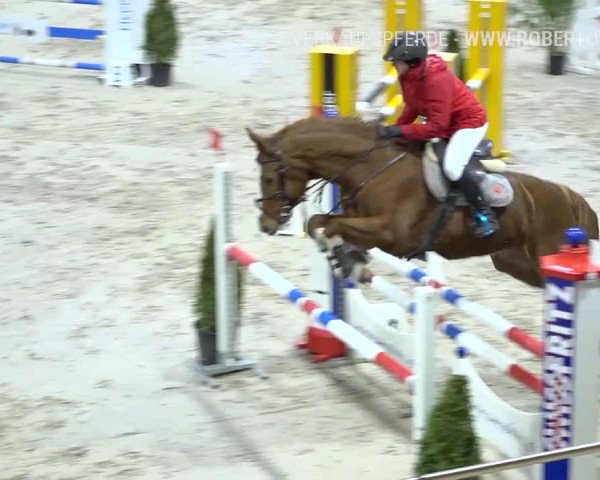 Reitturnier Dielsdorf, Horsepark Masters 2019