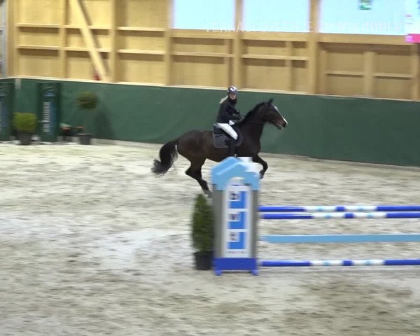 Reitturnier Dielsdorf, Horsepark Masters 2019