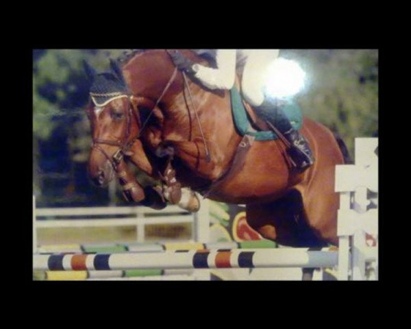 broodmare Reppers Di Light (Holsteiner, 2001, from Acorado I)
