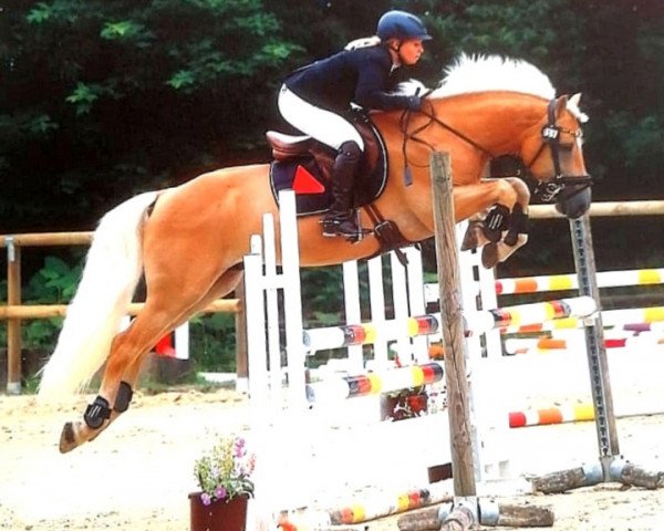 Deckhengst Nimbus Olé (Haflinger, 2014, von Nostalgie) Deckhengst Nimbus Olé (Haflinger, 2014, von Nostalgie)