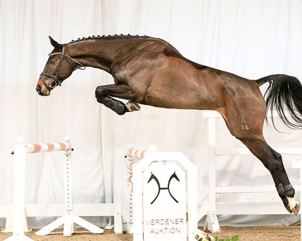 Springpferd Queen Mary (Hannoveraner, 2012, von FRH Quaid)