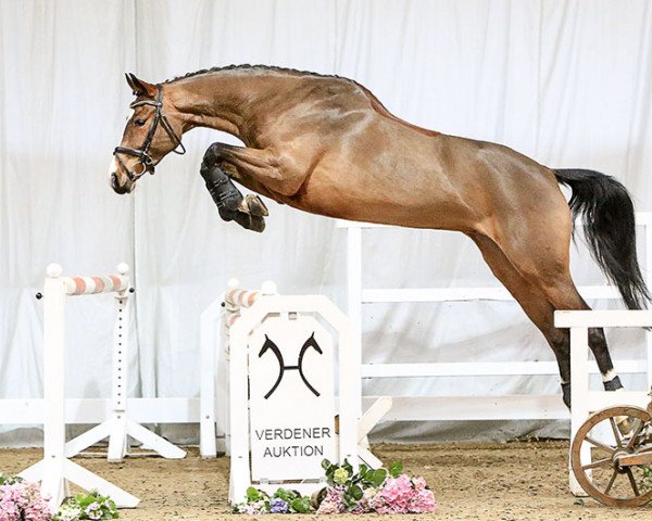 broodmare Bella Donna (Hanoverian, 2012, from Balou du Rouet)