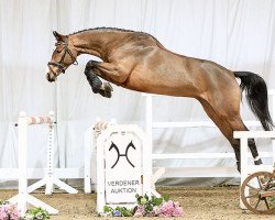 broodmare Bella Donna (Hanoverian, 2012, from Balou du Rouet)