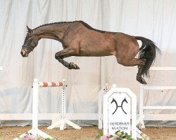 jumper Valentina 111 (Hanoverian, 2012, from Valentino)