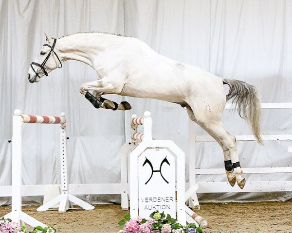 Springpferd Giacomo FB (Hannoveraner, 2012, von Gibraleon)