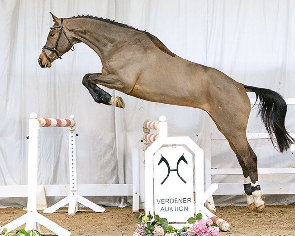 jumper Cola Kracher (Hanoverian, 2012, from Cador 5)