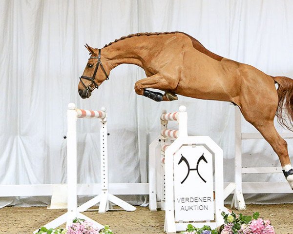 stallion Volltreffer (Hanoverian, 2012, from Vesuv 35)
