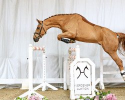 stallion Volltreffer (Hanoverian, 2012, from Vesuv 35)