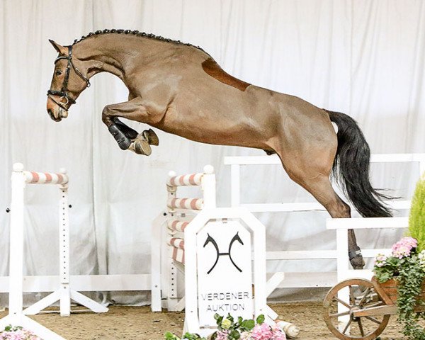 horse Cayden (Hanoverian, 2012, from Champion For Pleasure)
