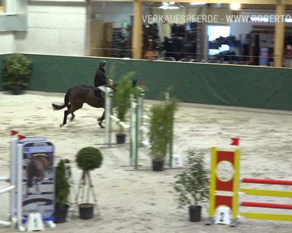 Reitturnier Dielsdorf, Horsepark Masters 2019