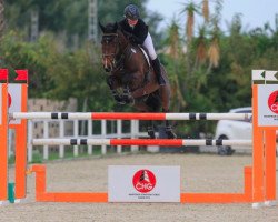 jumper Annaghmore Dolce (Irish Sport Horse, 2008, from Clover Echo)