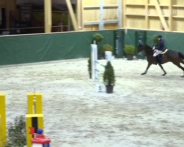 Reitturnier Dielsdorf, Horsepark Masters 2019