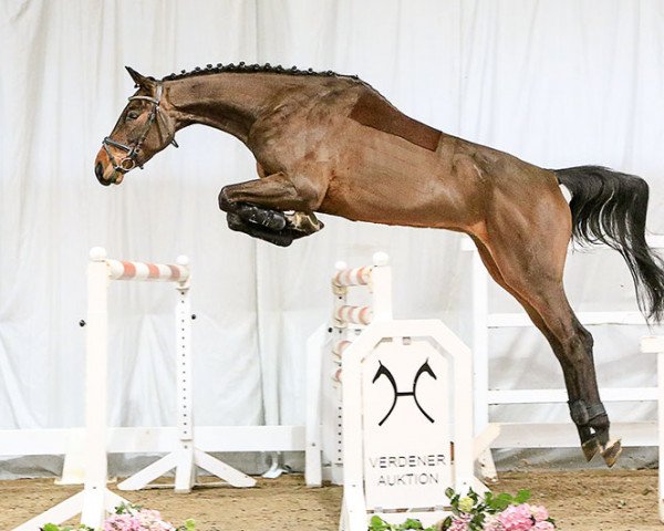 jumper Qwircle (Hanoverian, 2013, from FRH Quaid)