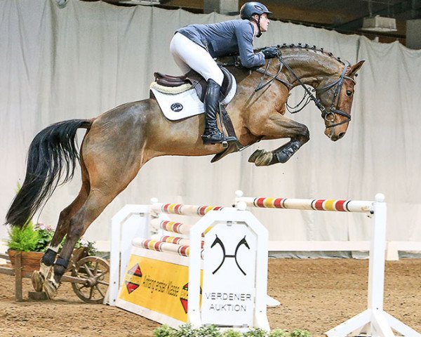 jumper Galupy (Hanoverian, 2011, from Graf Top)