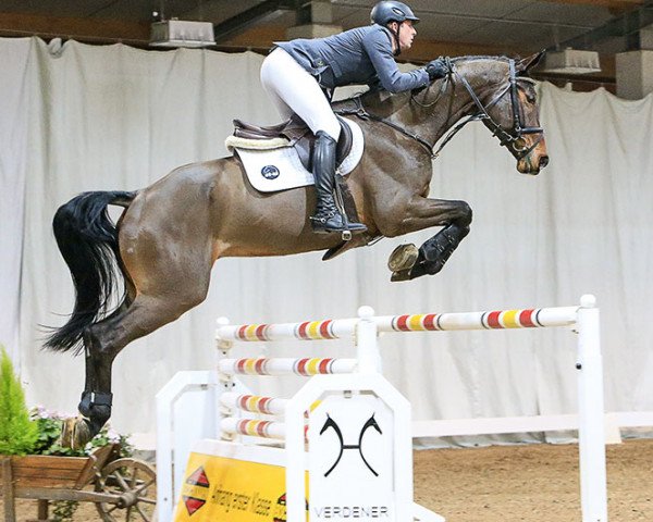 jumper Captian Jack D (Hanoverian, 2010, from Campbel)