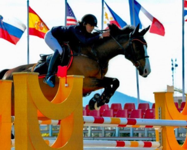 jumper Piccolo Galant (Selle Français, 2003, from Dorsay)