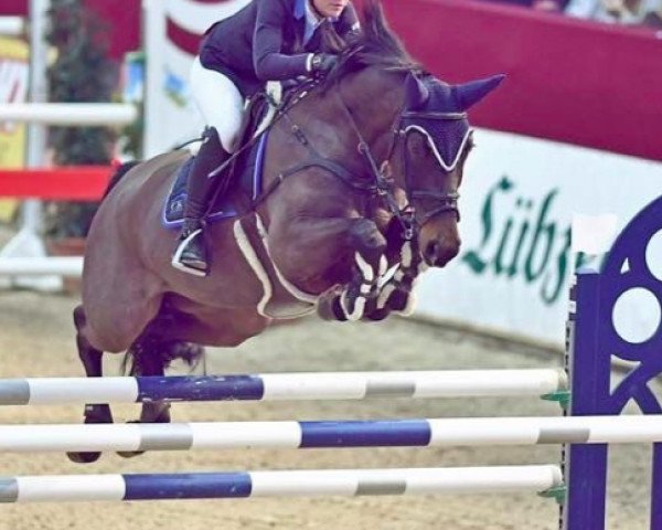 broodmare Stalypsa (Oldenburg, 2008, from Stalypso)
