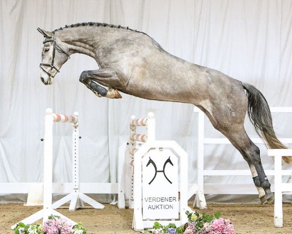 Pferd Grandessa (Hannoveraner, 2012, von Grey Top)