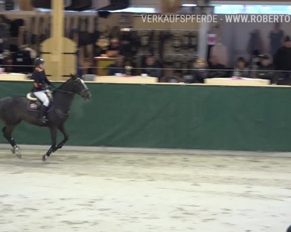 Reitturnier Dielsdorf, Horsepark Masters 2019