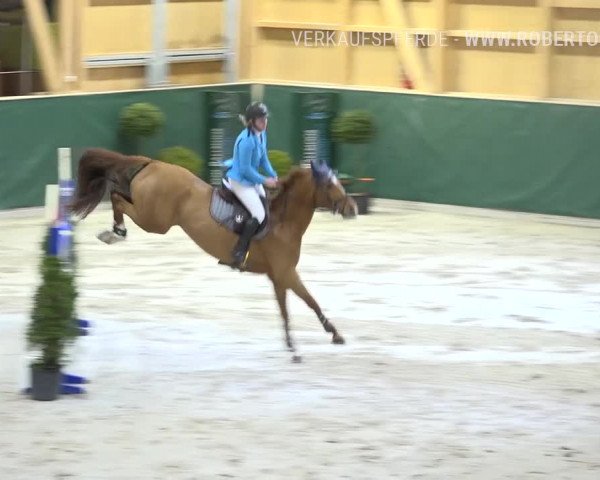 Reitturnier Dielsdorf, Horsepark Masters 2019