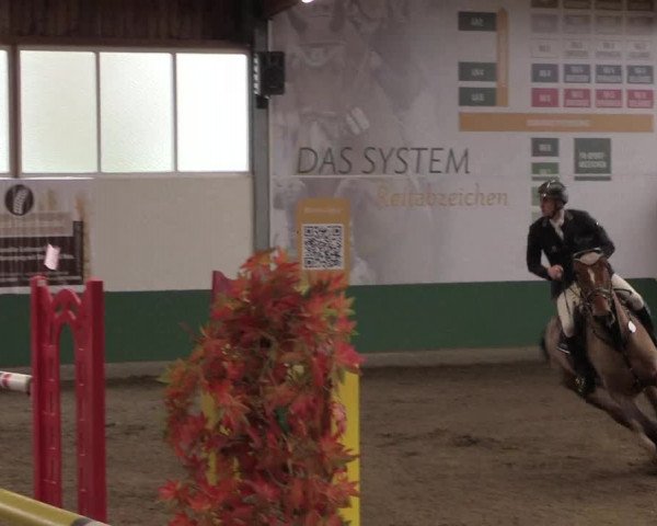 Reitturnier Warendorf-Freckenhorst 2019